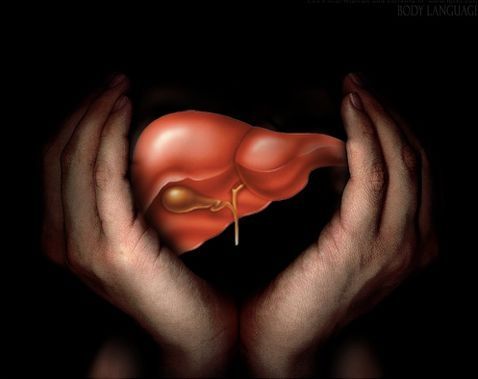 ஸ்டெம் செல்களிலிருந்து மனித கல்லீரல்