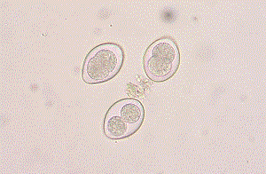 Coccidia - coccidioidosis ஏற்படுத்தும் முகவர்கள்