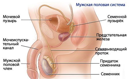 ஆண் இனப்பெருக்க அமைப்பின் உடற்கூறியல் மற்றும் உடலியல்