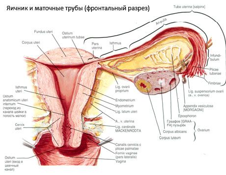 ஃபலோபியன் குழாய்கள்