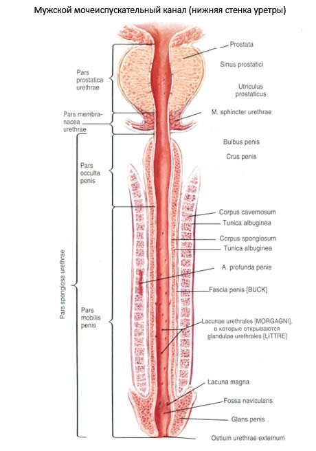 ஆண் சிறுநீர்க்குழாய், ஆண் சிறுநீர்க்குழாய்