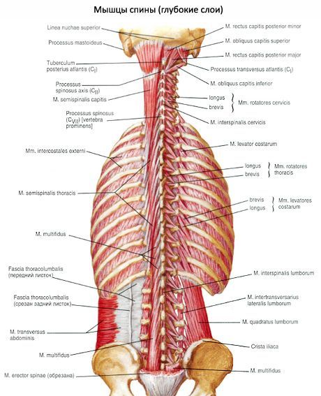 கழுத்தின் துணை ஆக்ஸிபிடல் தசைகள்