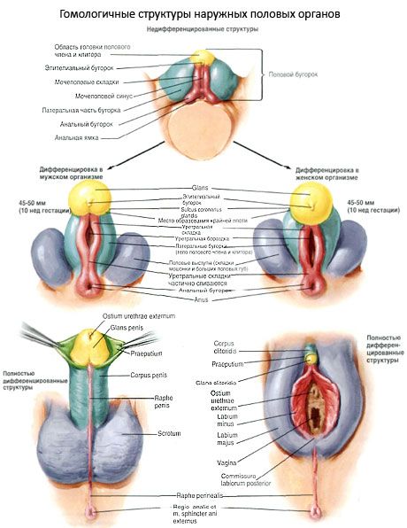 வெளிப்புற பிறப்புறுப்பின் ஒரே மாதிரியான கட்டமைப்புகள்