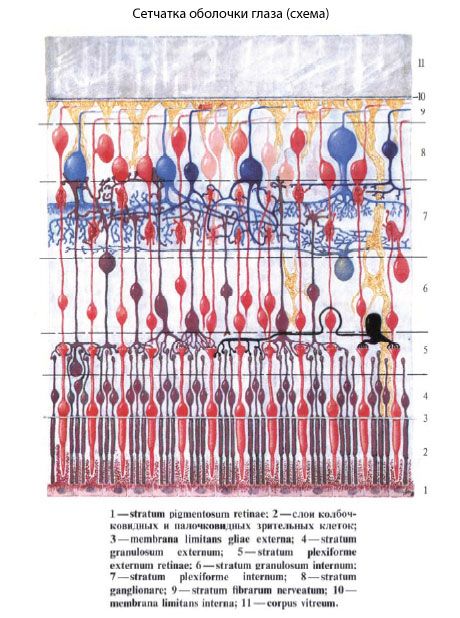 விழித்திரை