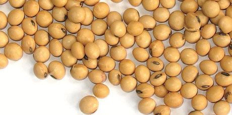 தண்ணீரில் ஊறவைத்த சோயாபீன்ஸ் அதிக மசிக்கும் செயல்பாட்டைக் கொண்டுள்ளது.