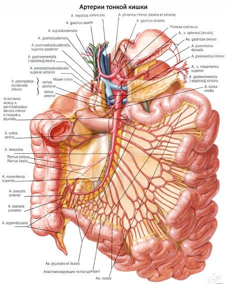 சிறுகுடலின் தமனிகள்