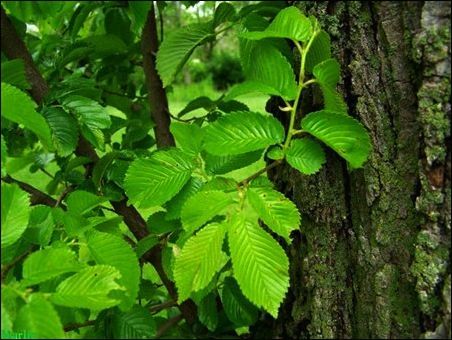 சிலி எல்