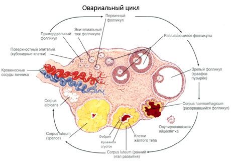 Ovum மற்றும் ovogenesis