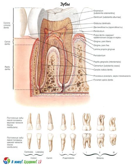 பற்கள். பல்லின் அமைப்பு