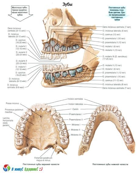 பற்கள். பல்லின் அமைப்பு